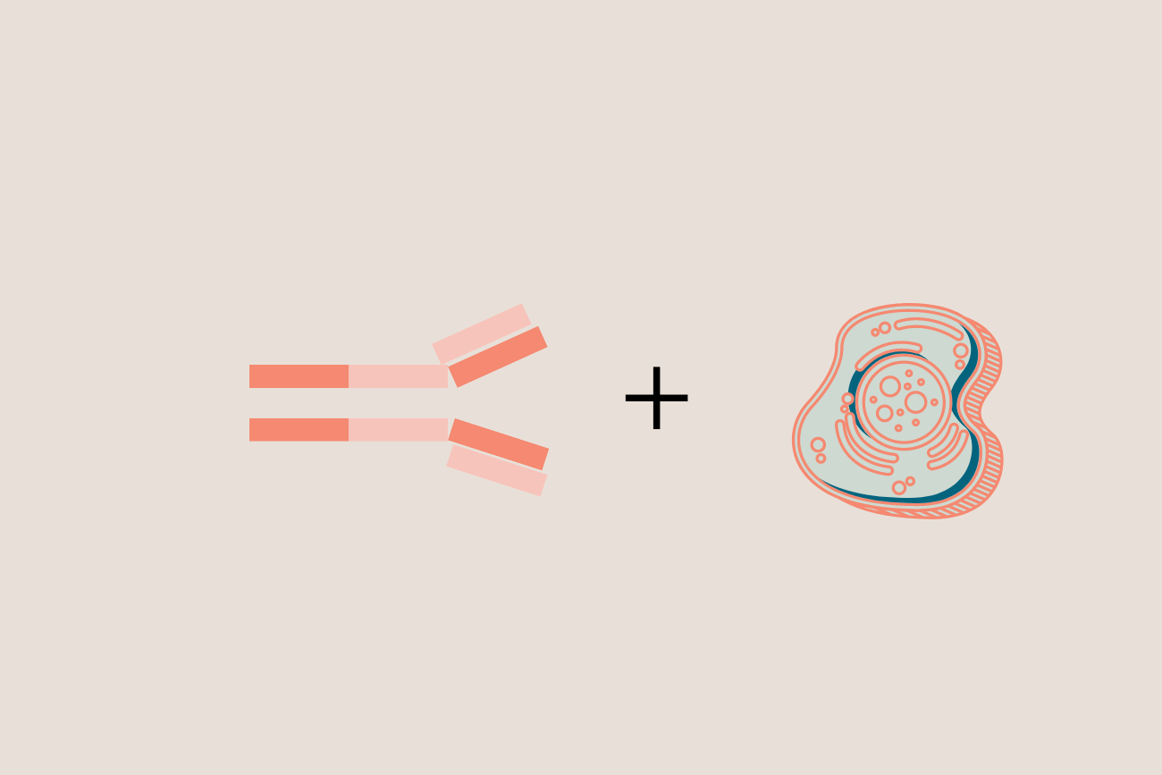 Antiphospholipid Antibodies and Pregnancy: Research Review